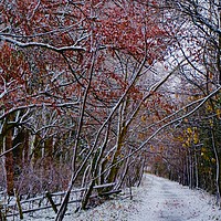 Buy canvas prints of Pretty footpath in Foxhill near Swindon by Penny Martin