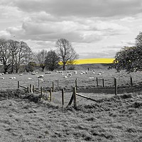 Buy canvas prints of Striking Yellow Field of Rapeseed near Avebury  by Penny Martin