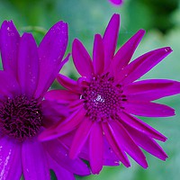 Buy canvas prints of Purple Pink Daisies by Penny Martin