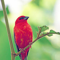 Buy canvas prints of Exotic Red Bird by Penny Martin