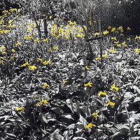 Buy canvas prints of Field of Daffodils by Penny Martin