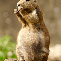 Buy canvas prints of Black Tailed Prairie Dog, Broadwell, Cotswolds by Penny Martin