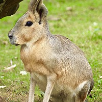 Buy canvas prints of Patagonian Mara, Cotswolds, England by Penny Martin