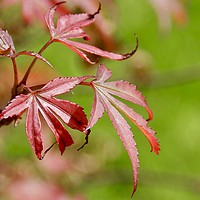 Buy canvas prints of Vibrant Red Maple Leaf by Penny Martin
