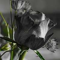 Buy canvas prints of Black and White Rose by Penny Martin