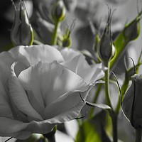 Buy canvas prints of Monochrome black and white rose with green stems by Penny Martin