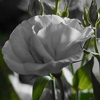 Buy canvas prints of Monochrome black and white rose with green stems by Penny Martin