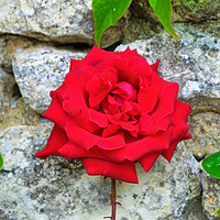 Buy canvas prints of Single Red Rose on Wall by Penny Martin