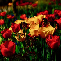 Buy canvas prints of Colourful Tulips by Penny Martin