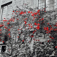Buy canvas prints of Red Flowers and monochrome stone cottage by Penny Martin
