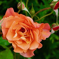 Buy canvas prints of Stunning peach/orange rose and rose buds by Penny Martin