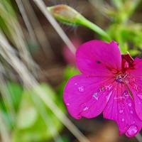 Buy canvas prints of Vibrant pink flower petals with raindrops by Penny Martin