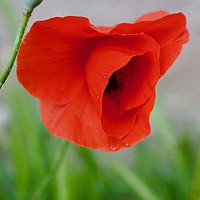 Buy canvas prints of Pretty French Red Poppy by Penny Martin