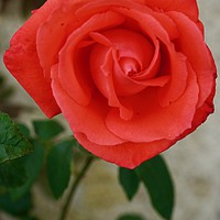 Buy canvas prints of Orange Red Rose by Penny Martin