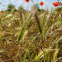 Buy canvas prints of Poppies amongst the corn by Penny Martin