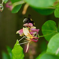 Buy canvas prints of Honey Bee and Honeysuckle by Penny Martin