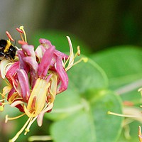 Buy canvas prints of Honey Bee and Honeysuckle by Penny Martin