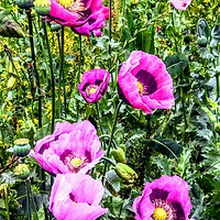 Buy canvas prints of Wild purple poppies by Penny Martin