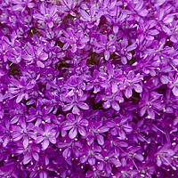 Buy canvas prints of Large purple Allium Gigantium by Penny Martin