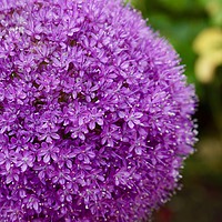 Buy canvas prints of Vibrant Purple Allium Gigantium by Penny Martin