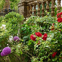 Buy canvas prints of English Country Garden with Allium and Roses by Penny Martin