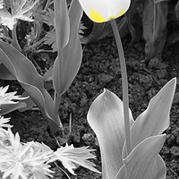 Buy canvas prints of Yellow and White Tulip by Penny Martin