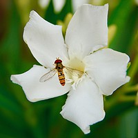 Buy canvas prints of A hoverfly and an oleander flower by Penny Martin