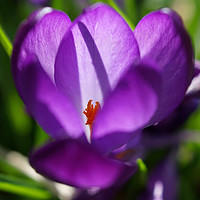 Buy canvas prints of Purple Crocus in Springtime by Penny Martin