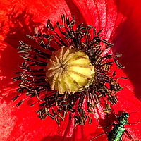 Buy canvas prints of Macro Red Poppy by Penny Martin