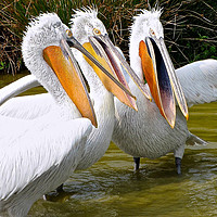 Buy canvas prints of The Three Tenors (Pelicans) by Penny Martin