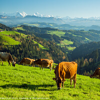 Buy canvas prints of Swiss Cows by Slawek Staszczuk