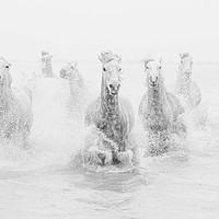 Buy canvas prints of White Horses of the Carmargue mono by Ruth Baldwin