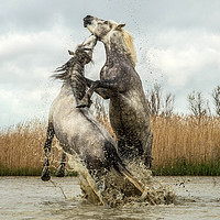 Buy canvas prints of Stallions fighting Carmargue by Ruth Baldwin