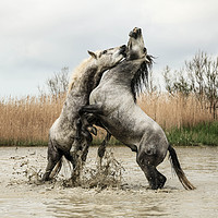 Buy canvas prints of Stallions play fighting Carmargue by Ruth Baldwin