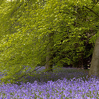 Buy canvas prints of Bluebell wood in spring, North Yorkshire by Wendy McDonnell