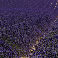 Buy canvas prints of Lavender fields in Provence, France  by Wendy McDonnell