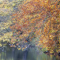 Buy canvas prints of Autumn reflections, Yorkshire Dales National Park, by Wendy McDonnell