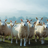 Buy canvas prints of Inquisitive sheep, Yorkshire Dales National Park by Wendy McDonnell