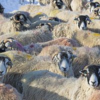 Buy canvas prints of Sheep in winter, Yorkshire Dales by Wendy McDonnell