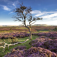 Buy canvas prints of Heather time in Wensleydale, Yorkshire Dales by Wendy McDonnell
