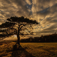 Buy canvas prints of Sunset taken in The New Forest at Bolderwood by Stewart Arnold