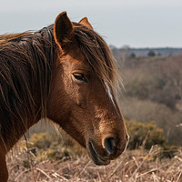 Buy canvas prints of  Wildlife image captured in The New Forest #2 by Stewart Arnold