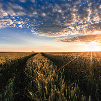 Buy canvas prints of Fields of Wheat by Kingsley Summers