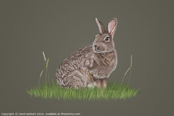 Wild Rabbit Drawing Picture Board by Carol Herbert