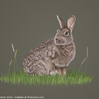 Buy canvas prints of Wild Rabbit Drawing by Carol Herbert