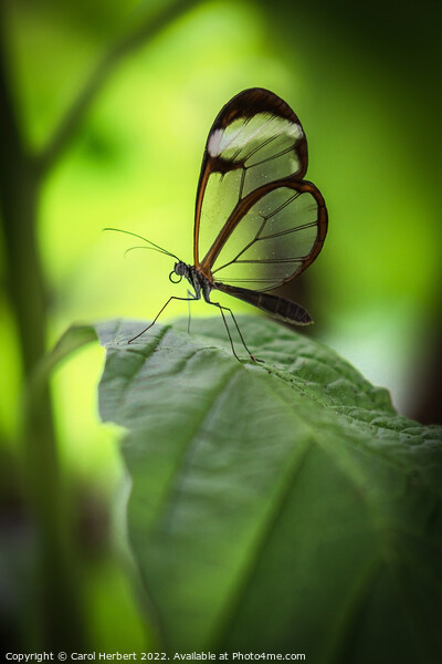 Glasswing Butterfly on a Leaf Picture Board by Carol Herbert