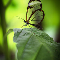 Buy canvas prints of Glasswing Butterfly on a Leaf by Carol Herbert