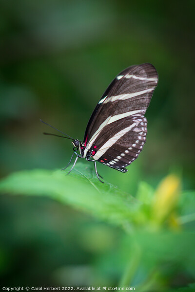 Zebra Longwing Butterfly Picture Board by Carol Herbert