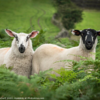 Buy canvas prints of Two Beulah Speckle Face Sheep by Carol Herbert