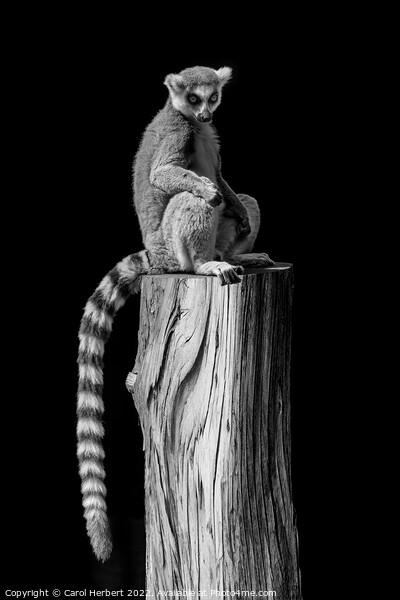 Lemur Sitting on a Tree Stump Picture Board by Carol Herbert